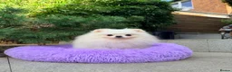 Pomeranian dogs for sale: SUPER TINY WHITE POMERANIAN BOY - Advert 14