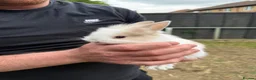 Lionhead rabbits for sale: 9x gorgeous fluffy lionhead bunnies  - Advert 11