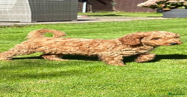 Cockapoo dogs - Advert 4