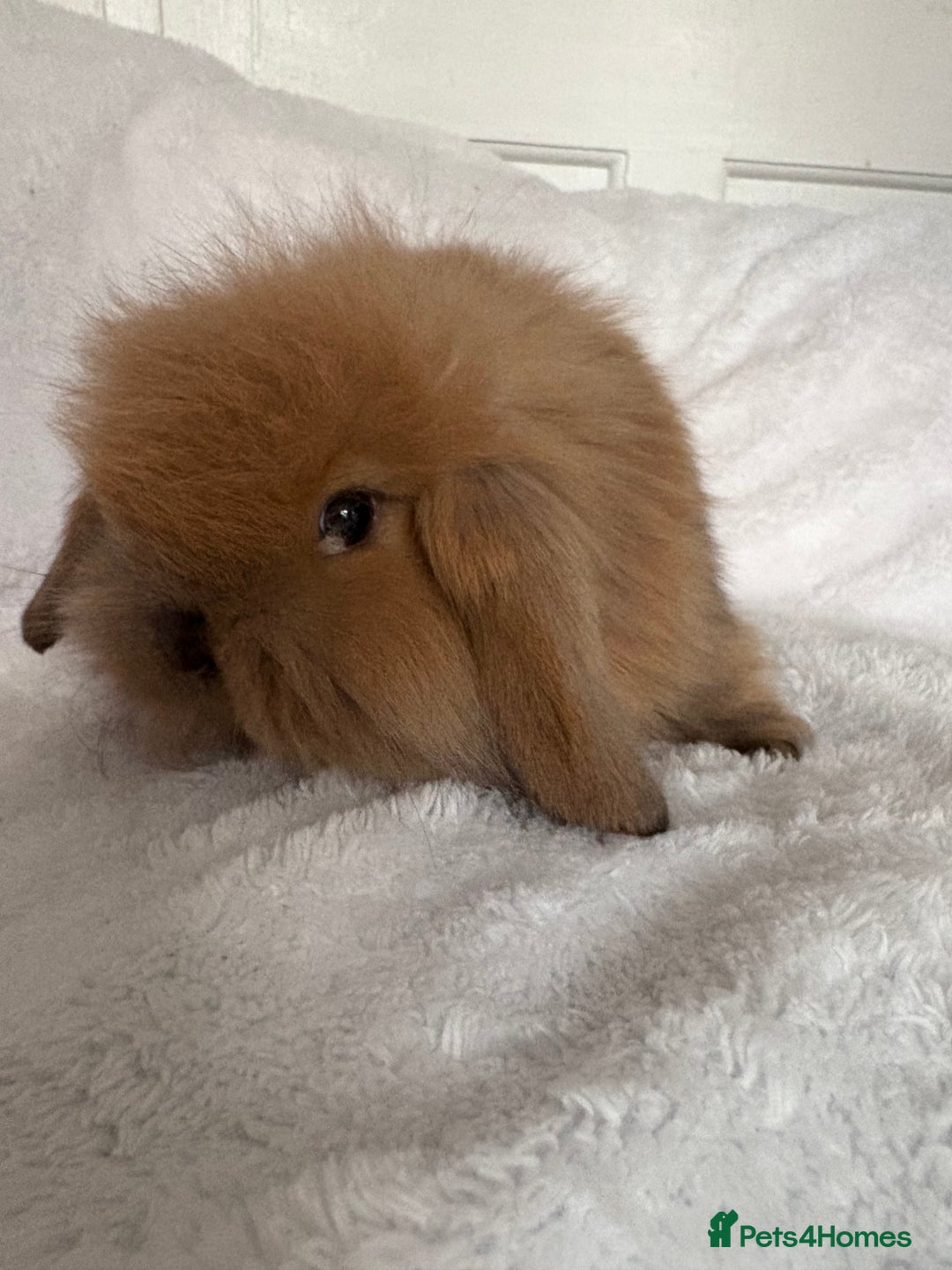 Mini Lion Lop rabbits for sale: Gorgeous fluffy little mini lion lop baby bunny’s  - Advert 17