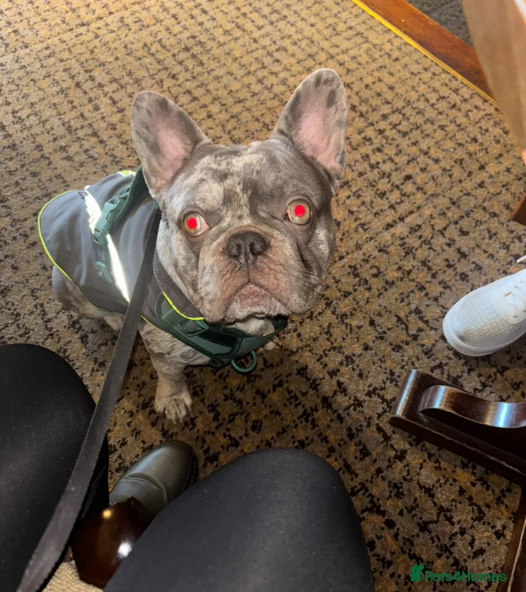 French Bulldog dogs for stud: Hugo French bulldog in London - Advert 2