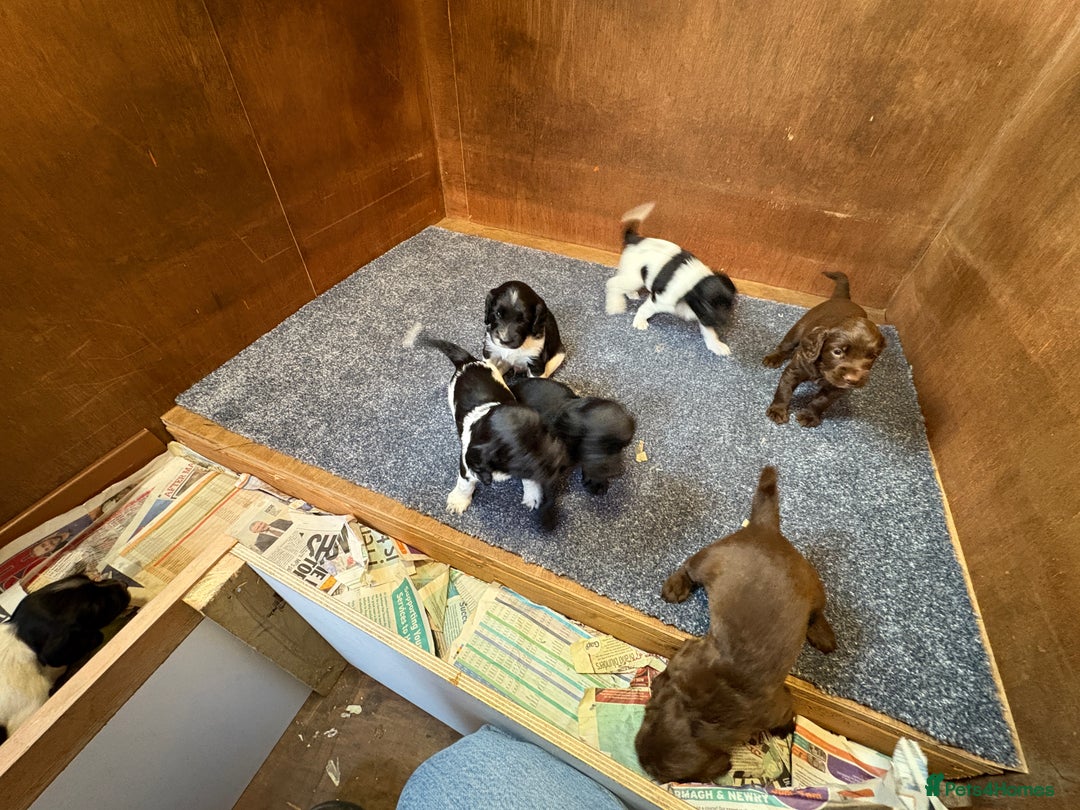 Sprocker dogs for sale: Beautiful Sprocker Spaniel puppies  - Image 2