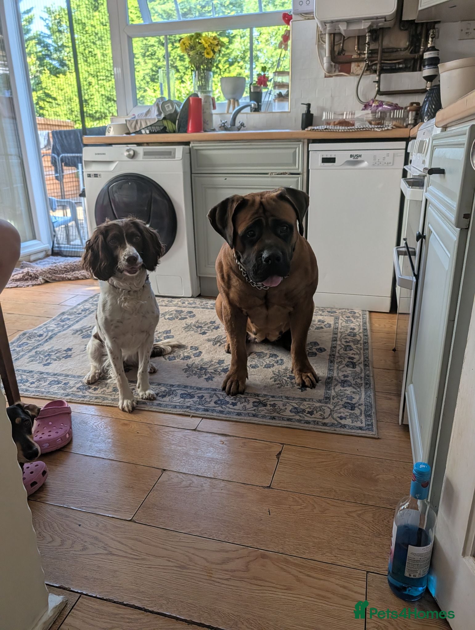 Boerboel dogs 3 year old boerboel.  - Advert 4