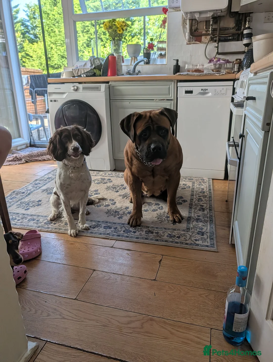 Boerboel dogs for sale: 3 year old boerboel.  - Advert 1