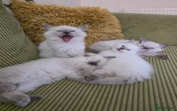 Ragdoll cats for sale: Bluepoint Ragdoll kittens due August 2025!  - Image 3