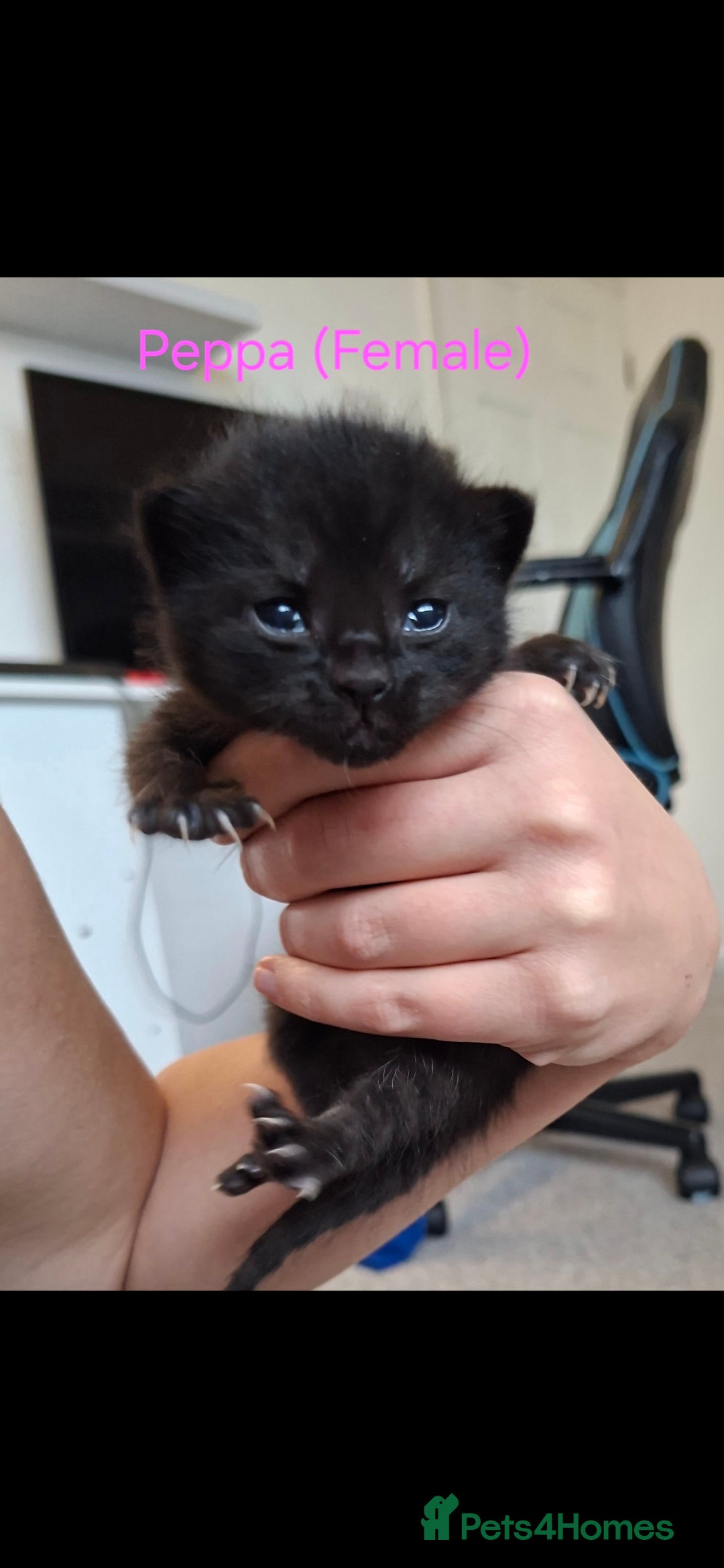 Domestic Shorthair cats for sale: 5 BEAUTIFUL KITTENS 😸  - Image 6