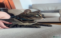 Bengal cats for sale: Merlin, 2 Years, Bengal, neutered - Rehoming - Image 4