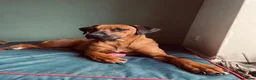 Rhodesian Ridgeback dogs for sale: KC Registered Rhodesian Ridgeback Litter - Advert 4