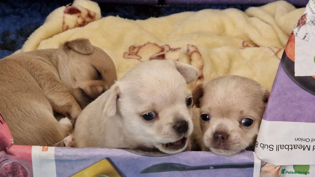 Chihuahua dogs for sale: Short-Haired Applehead Chihuahuas - Image 7