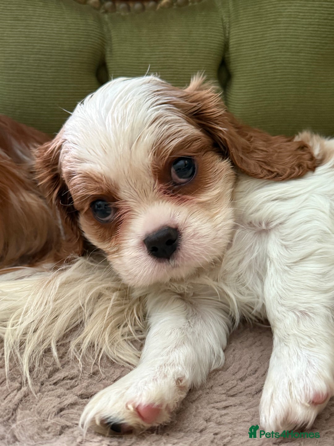Cavalier King Charles Spaniel dogs for sale: Gorgeous boy 👑true King Charles👑 Cavalier - Image 13