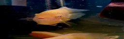 Cichlids fish for sale: Gold severum - Advert 2