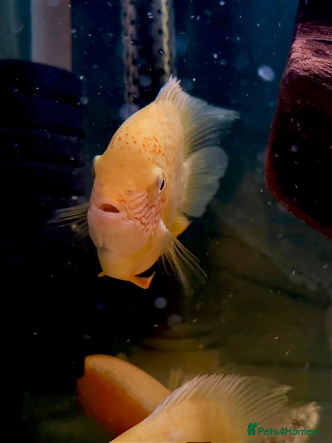 Cichlids fish for sale: Gold severum - Advert 2