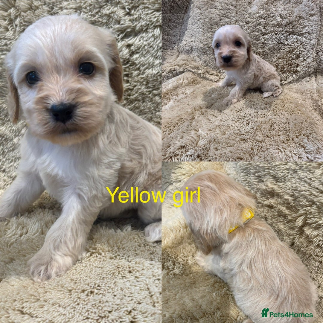 Cockapoo dogs for sale: Beautiful f1b cockapoo puppys  - Image 6