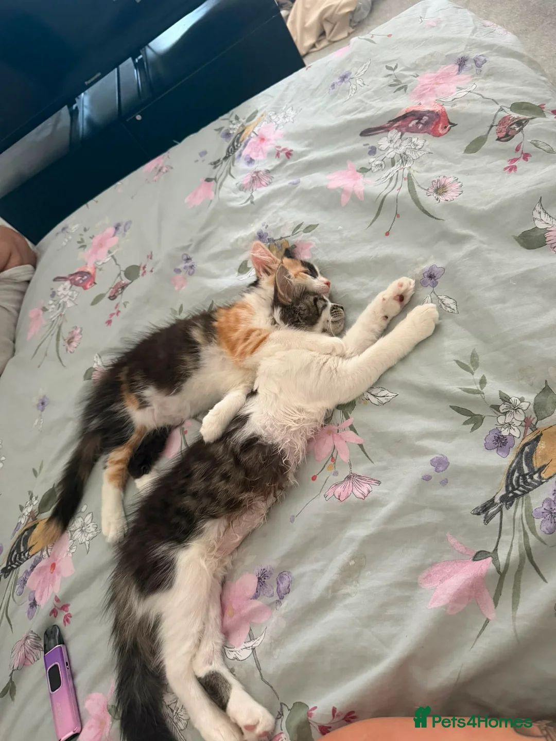 Mixed Breed cats for sale: Maine Coon mixed kittens - Advert 2