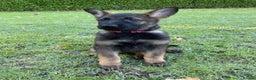 German Shepherd dogs for sale: 🐶 Outstanding Working line GSD puppies 🐶 - Advert 20