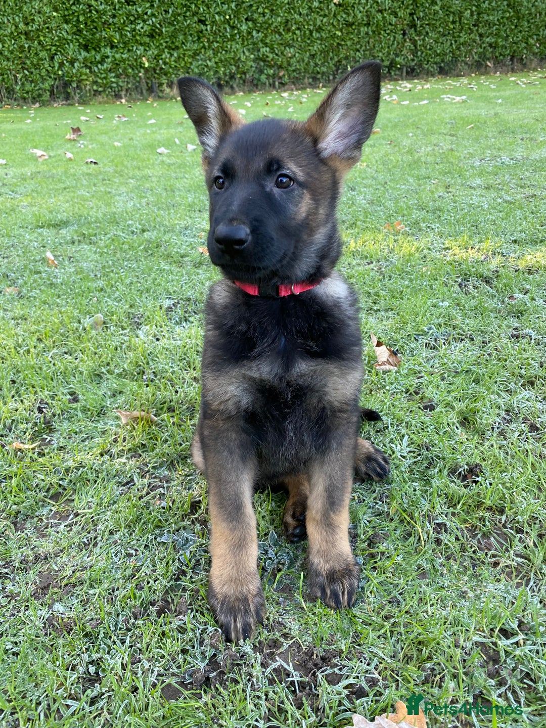 German Shepherd dogs for sale: 🐶 Outstanding Working line GSD puppies 🐶 - Advert 20