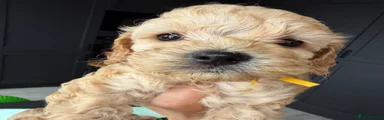 Bow 