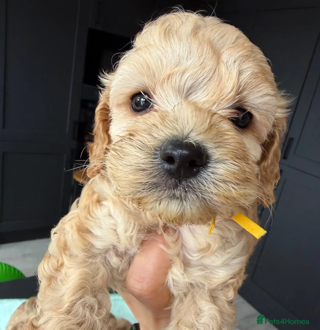 Cockapoo dogs for sale: ✨ 🧡  F1 dna tested cockerpoo ready now🧡✨ - Advert 14