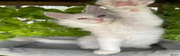 Maine Coon cats for sale:     🌟🌟Amazing Kittens Maine Coon 🌟🌟 - Advert 9