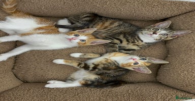 Mixed Breed cats - Advert 7