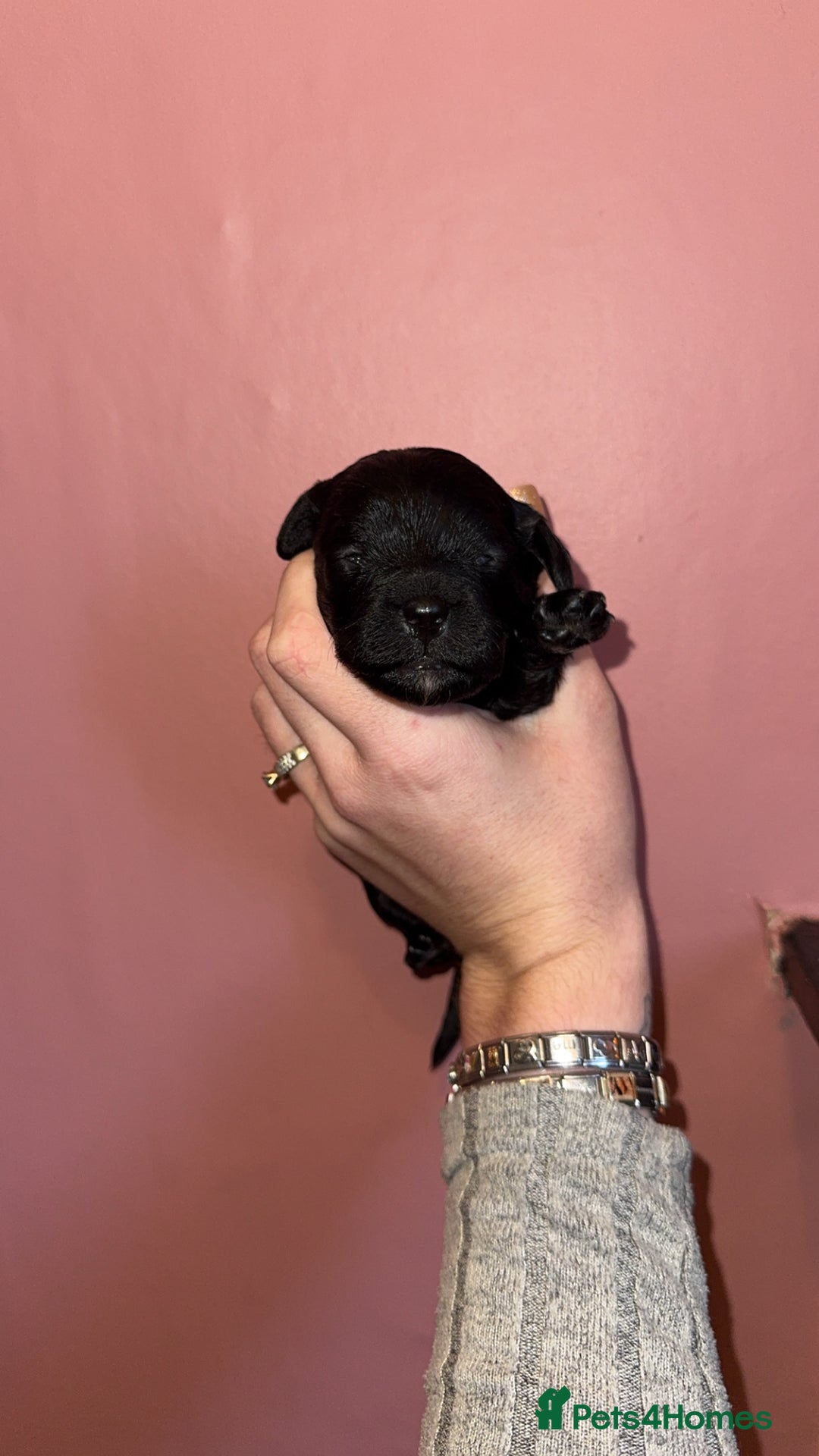 Cavapoo dogs for sale: F1b Cavapoo  - Image 6