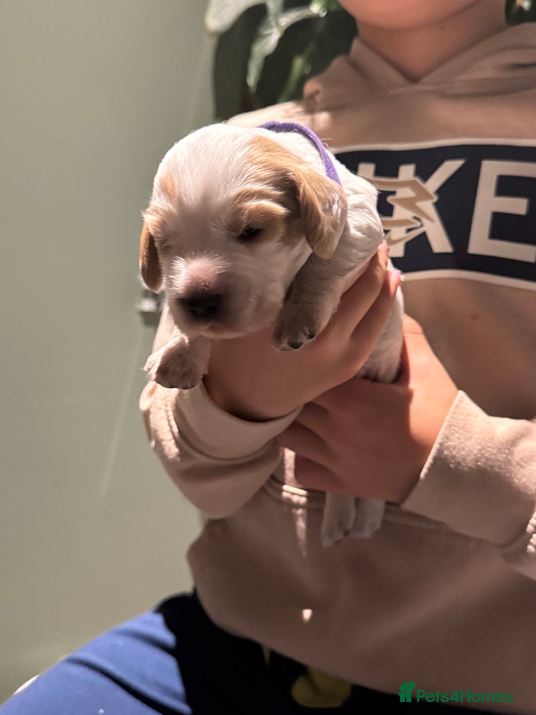 Cocker Spaniel dogs for sale: 8 beautiful show cocker puppies for sale - Advert 16