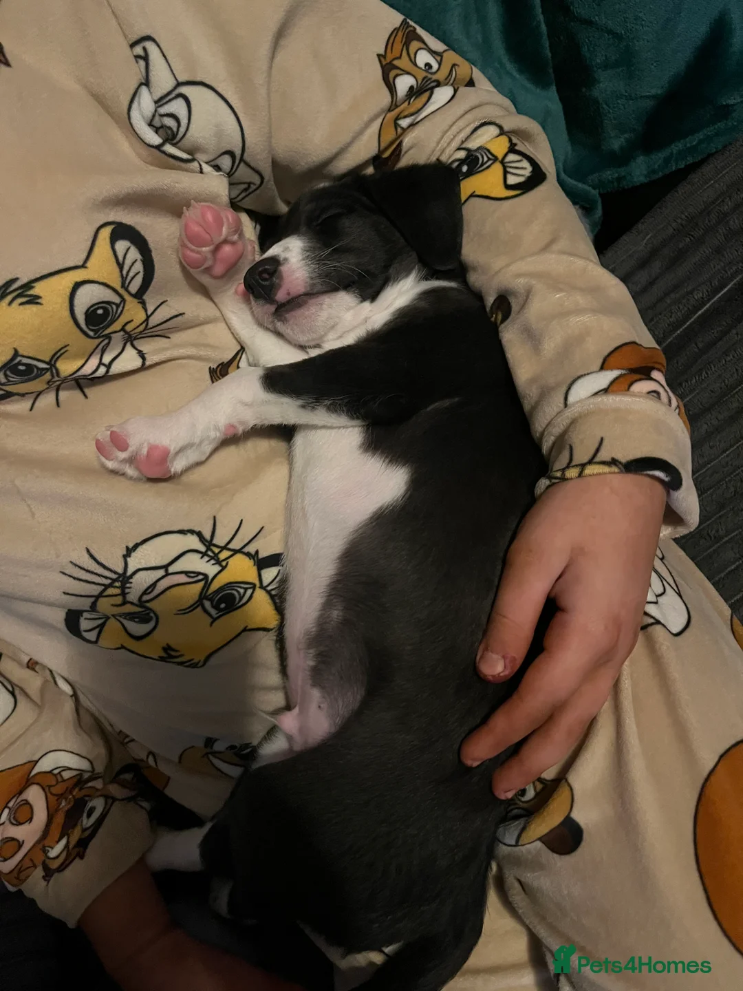 Lurcher dogs for sale: Bedlington Whippet pups for sale - Advert 15