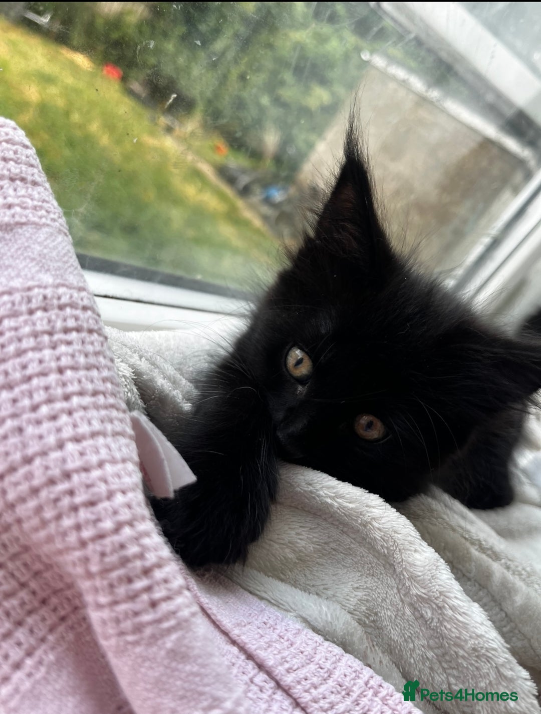 Maine Coon cats for sale: 2 sweet boys looking for new home - Image 6