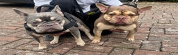 French Bulldog dogs for sale: London’s French Bulldog Puppies 🏴󠁧󠁢󠁥󠁮󠁧󠁿 - Advert 6