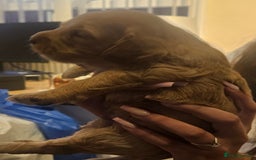 Cockapoo dogs for sale: Beautiful/healthy F1 cockapoo’s.3 girls🩷3 boys🩵 - Image 9