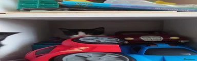 Mixed Breed Kitten 2