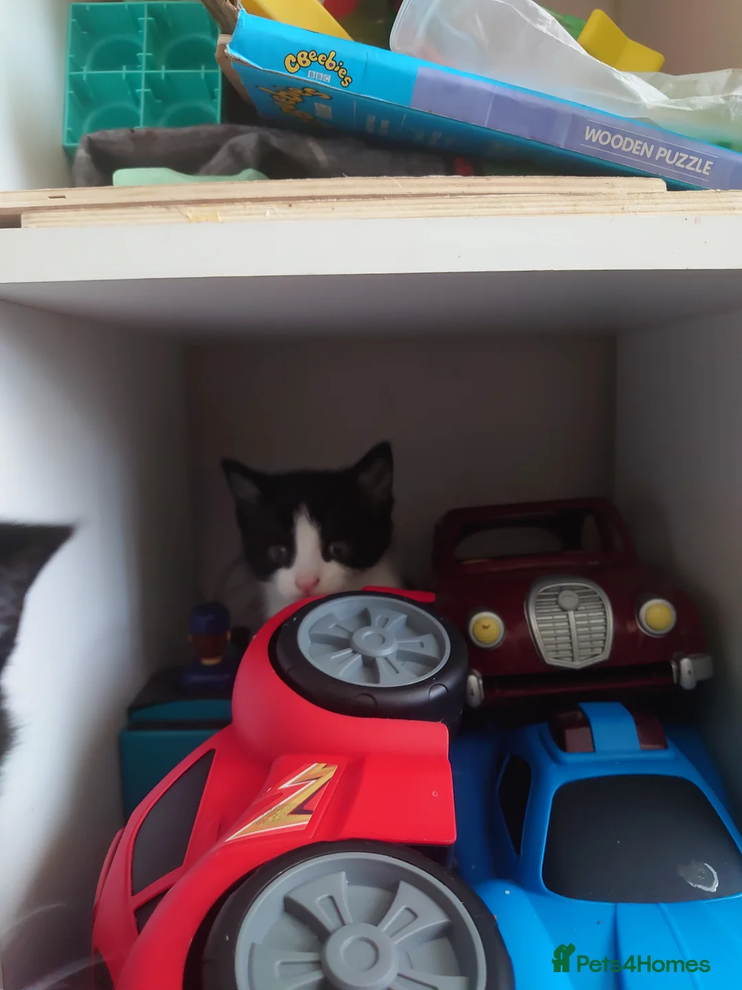 Mixed Breed cats for sale: 2 black and white kittens for sale  in Warrington - Advert 2