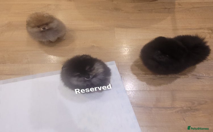 Pomeranian dogs - Advert 1