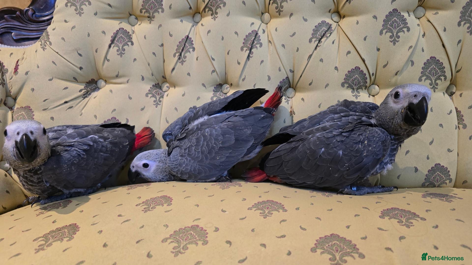 Parrots birds Silly teamed hand reared African grey Baby - Advert 6