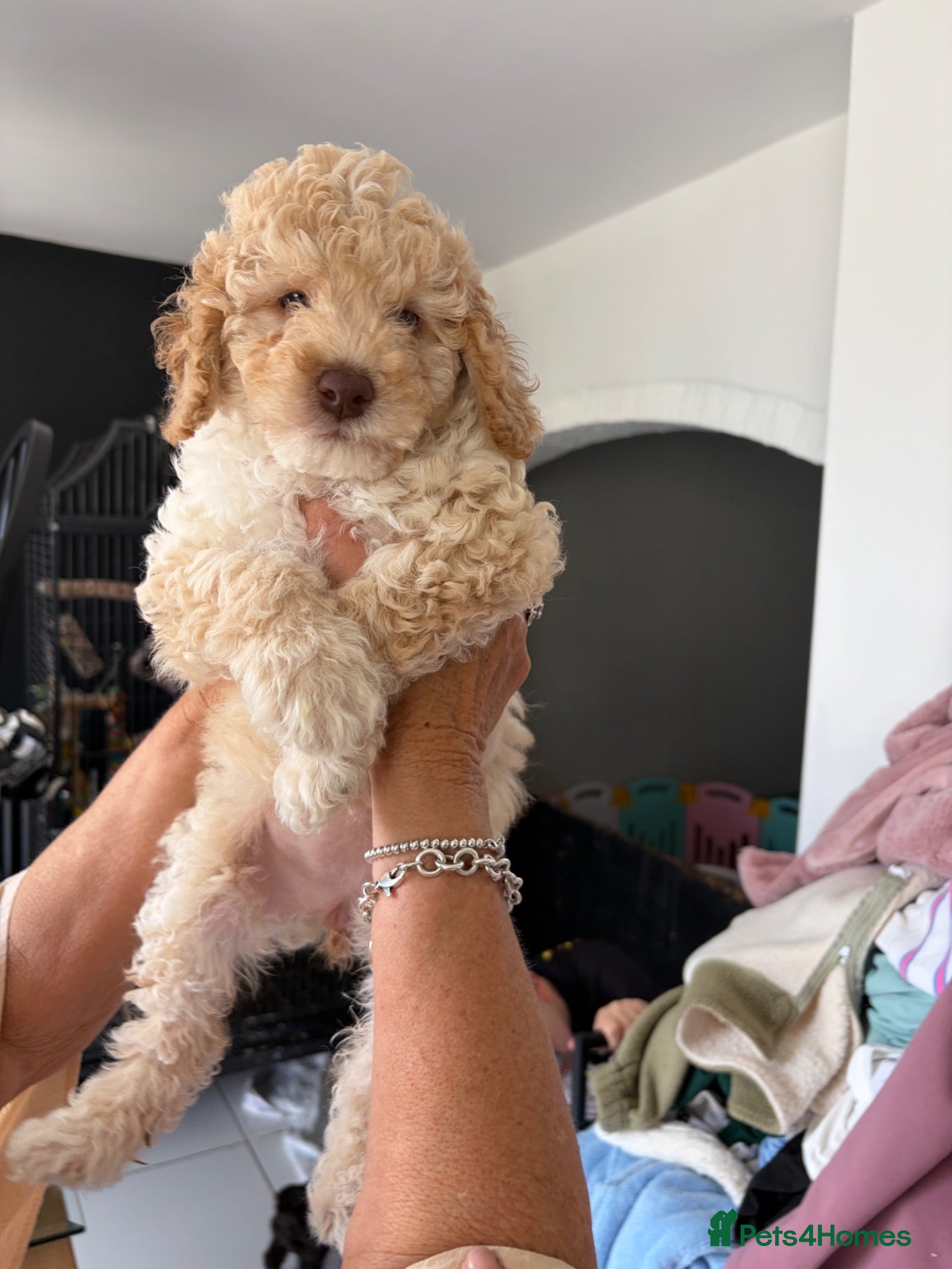 Cockapoo dogs Stunning F1B little girls looking for 5 star homes - Advert 8
