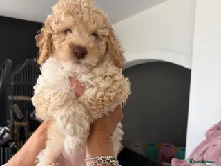 Cockapoo dogs 2 beautiful F1b girls ready this week £1250 - Advert 5