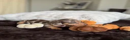 Miniature Dachshund dogs for sale: Miniature Dachshund Puppies Raised With Love in Bradford - Advert 11