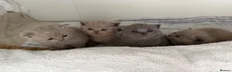 British Shorthair cats for sale: Beautiful British Shorthair blue&lilac Kittens - Advert 4