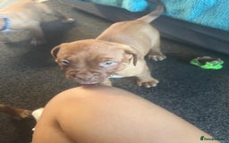 Dogue De Bordeaux dogs for sale: 11 Dogue de Bordeaux Puppies – 7 Boys & 4 Girls - Image 15