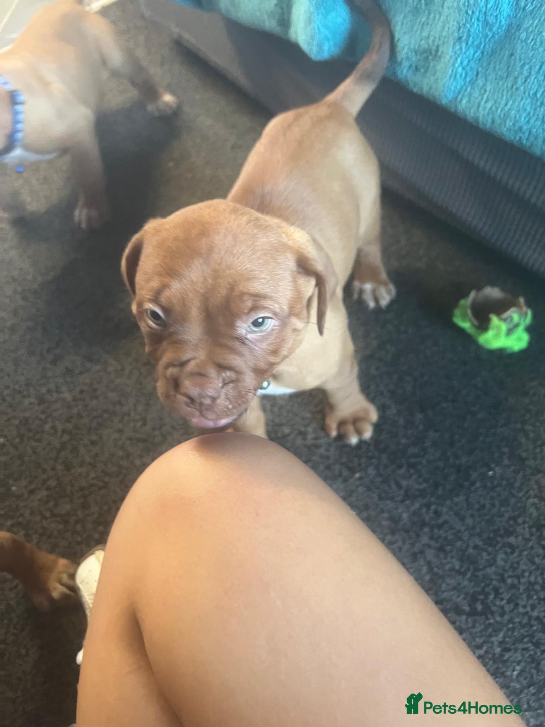 Dogue De Bordeaux dogs for sale: 11 Dogue de Bordeaux Puppies – 7 Boys & 4 Girls - Image 15