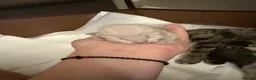 Ragdoll cats for sale: Gorgeous Fluffy Ragdoll-Tabby Kittens🤍 - Advert 6