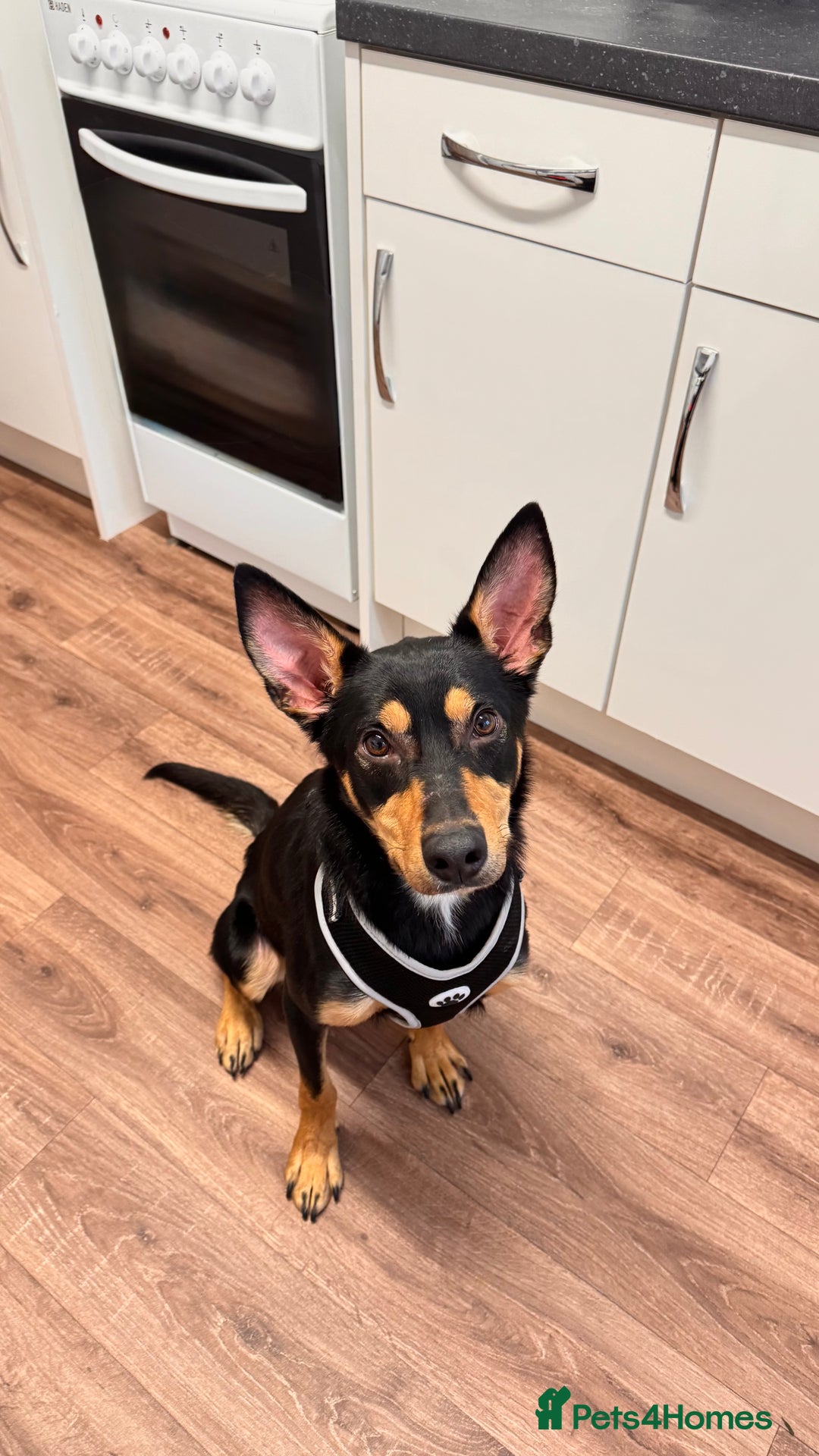 Australian Kelpie dogs for sale: Australian Kelpie - Advert 1