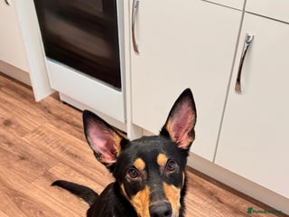 Australian Kelpie dogs Australian Kelpie - Advert 1