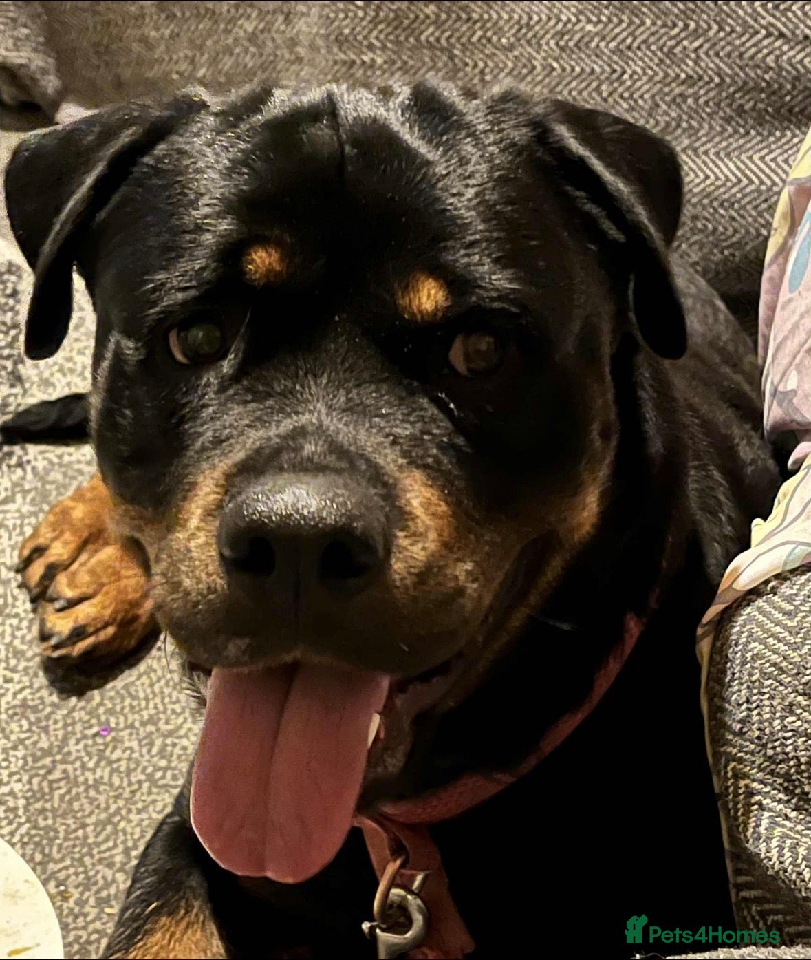 Mixed Breed dogs for sale: Skye our Rottweiler mixed female puppy - Advert 2