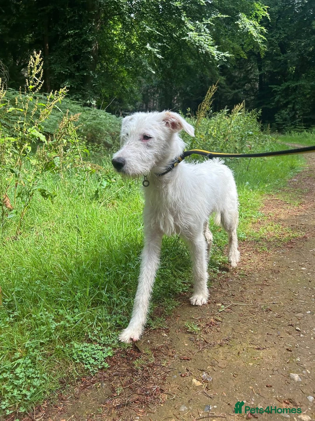 Mixed Breed dogs for adoption: Peter - Norwich Norfolk  - Image 2