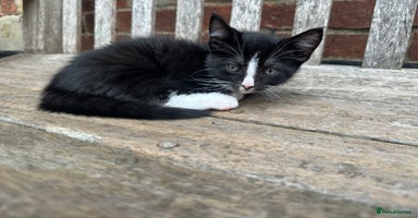 Mixed Breed cats - Advert 12