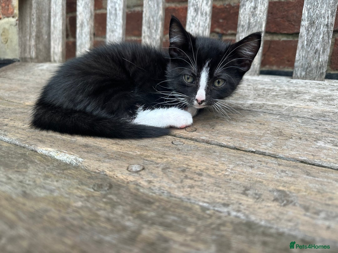 Mixed Breed cats for sale: Beautiful Boys READY NOW - Image 2