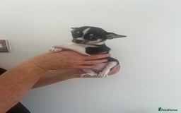 Chihuahua dogs for sale: Beautiful boy chihuahuas  - Image 1