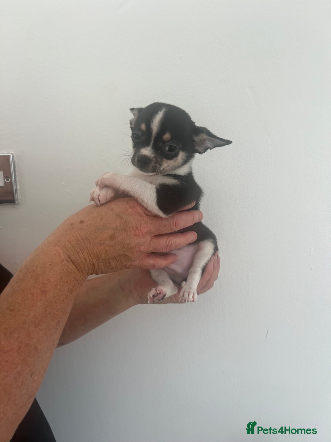 Chihuahua dogs for sale: Beautiful boy chihuahuas  - Image 1