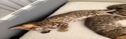 Bengal cats for sale: ✨ Pedigree Rosetted Bengal Kittens - Ready Soon✨ - Advert 20